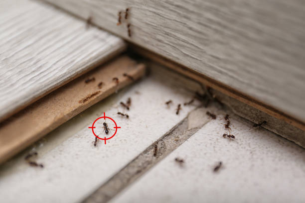 Best Best Pest Control Companies  in Dewitt, AR