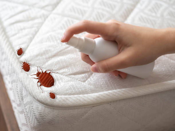 Best Termite Control Services  in Dewitt, AR
